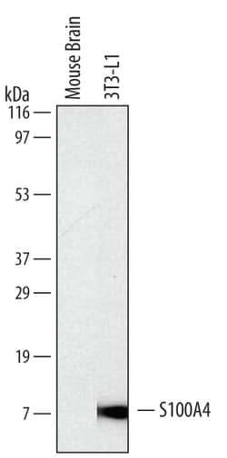 Mouse S100A4 Antibody, R D Systems 25&mu;g; Unlabeled:Antibodies, Monoclonal
