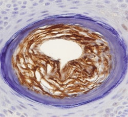 Human S100A7 Antibody, R D Systems 25&mu;g; Unlabeled:Antibodies, Monoclonal