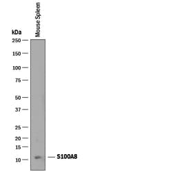 Mouse S100A8 Antibody, R D Systems 100&mu;g; Unlabeled:Antibodies, Polyclonal