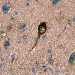 Human S100B Antibody, R D Systems 100&mu;g; Unlabeled:Antibodies, Polyclonal