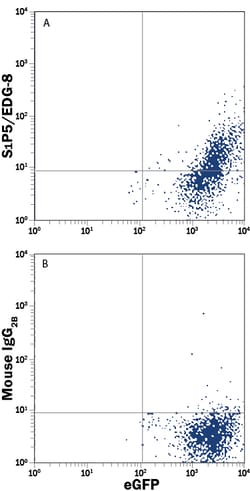 Human S1P5/EDG-8 Antibody, R D Systems 100ug; Unlabeled:Antibodies, Monoclonal