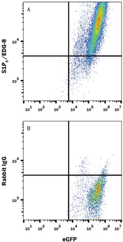 Mouse S1P5/EDG-8 Antibody, R D Systems:Antibodies:Primary Antibodies