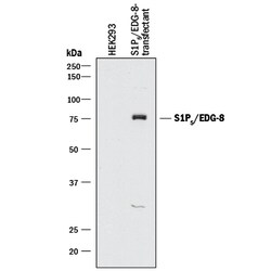 Mouse S1P5/EDG-8 Antibody, R D Systems:Antibodies:Primary Antibodies
