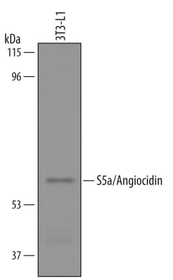Mouse S5a/Angiocidin Antibody, R D Systems 100&mu;g; Unlabeled:Antibodies,
