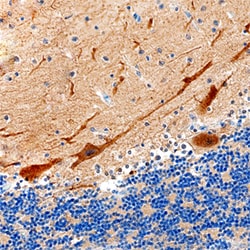 Human SACS Antibody, R D Systems 100&mu;g; Unlabeled:Antibodies, Polyclonal