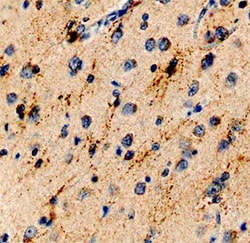 Human SALM3/LRFN4 Antibody, R D Systems 25&mu;g; Unlabeled:Antibodies,