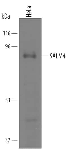 Human SALM4/LRFN3 Antibody, R D Systems 100 &mu;g | Buy Online | R&D Systems | Fisher Scientific