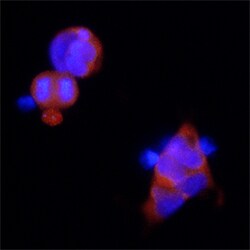 Human SARM1 Antibody, R D Systems 25&mu;g; Unlabeled:Antibodies, Monoclonal