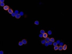 Mouse Sca-1/Ly6 Antibody, R D Systems 100&mu;g; Unlabeled:Antibodies, Polyclonal
