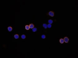 Mouse Sca-1/Ly6 Antibody, R D Systems 500ug; Unlabeled:Antibodies, Monoclonal