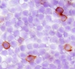 Mouse SCARA5 Antibody, R D Systems 100ug; Unlabeled:Antibodies, Monoclonal