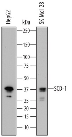SCD-1 Sheep anti-Human, Polyclonal, R D Systems 25&mu;g; Unlabeled, Quantity: