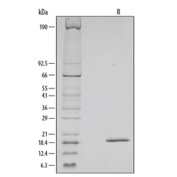 R D Systems Recombinant Mouse SCF Protein 500 &mu;g | Buy Online | R&amp;D Systems&trade; | Fisher Scientific