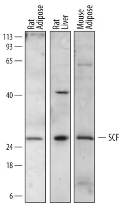 Mouse/Rat SCF/c-kit Ligand Antibody, R D Systems 25&mu;g; Unlabeled:Antibodies,