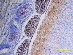Human/Mouse CD117/c-kit Antibody, R D Systems 25&mu;g; Unlabeled:Antibodies,
