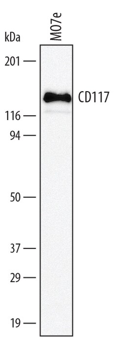 Human CD117/c-kit Antibody, R D Systems 50μg; Unlabeled:Antibodies,