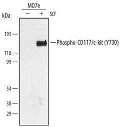 Human Phospho-CD117/c-kit (Y730) Antibody, R D Systems 25&mu;g; Unlabeled:Antibodies,