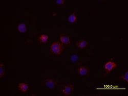 Human SCGF/CLEC11a Antibody, R D Systems 500ug; Unlabeled:Antibodies, Monoclonal