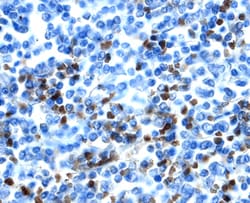 Human SCGF/CLEC11a Antibody, R D Systems 500ug; Unlabeled:Antibodies, Monoclonal