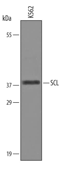 Human SCL/Tal1 Antibody, R D Systems 100&mu;g; Unlabeled:Antibodies, Polyclonal