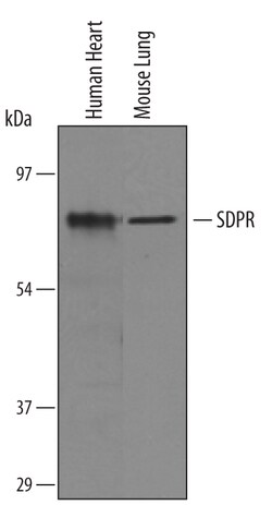 Human/Mouse SDPR Antibody, R D Systems 100&mu;g; Unlabeled:Antibodies,