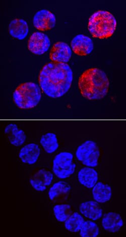 Mouse Semaphorin 3B Antibody, R D Systems 100&mu;g:Antibodies, Monoclonal