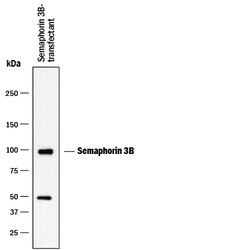 Mouse Semaphorin 3B Antibody, R D Systems 100&mu;g:Antibodies, Monoclonal
