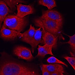 Mouse Semaphorin 3C Antibody, R D Systems 25&mu;g; Unlabeled:Antibodies,