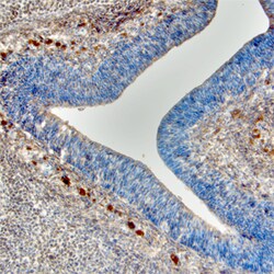 Mouse Semaphorin 3C Antibody, R D Systems 25&mu;g; Unlabeled:Antibodies,