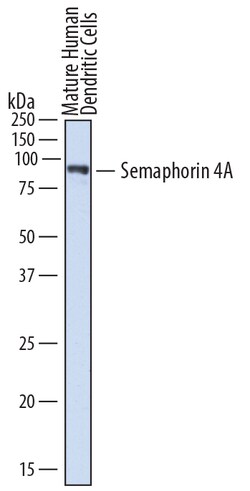 Human Semaphorin 4A Antibody, R D Systems 25&mu;g; Unlabeled:Antibodies,