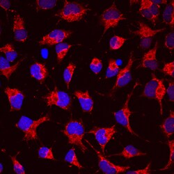 Mouse/Rat Semaphorin 4C Antibody, R D Systems 25&mu;g; Unlabeled:Antibodies,