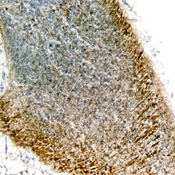 Mouse/Rat Semaphorin 4C Antibody, R D Systems 25&mu;g; Unlabeled:Antibodies,
