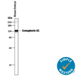 Mouse/Rat Semaphorin 4C Antibody, R D Systems 25&mu;g; Unlabeled:Antibodies,