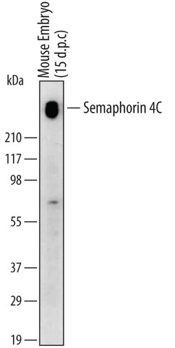 Mouse/Rat Semaphorin 4C Antibody, R D Systems 25&mu;g; Unlabeled:Antibodies,