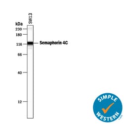 Human Semaphorin 4C Antibody, R D Systems 100&mu;g; Unlabeled:Antibodies,