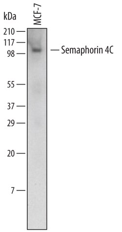 Human Semaphorin 4C Antibody, R D Systems 25&mu;g; Unlabeled:Antibodies,