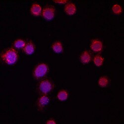 Human Semaphorin 4D/CD100 Antibody, R D Systems 100ug; Unlabeled:Antibodies,