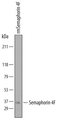 Semaphorin 4F Sheep anti-Mouse, Polyclonal, R D Systems 25&mu;g; Unlabeled:Antibodies,