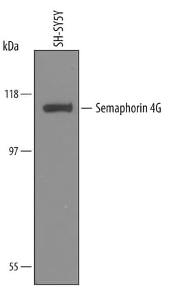 Human Semaphorin 4G Antibody, R D Systems 100&mu;g; Unlabeled:Antibodies,