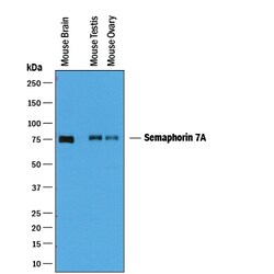 Mouse Semaphorin 7A Antibody, R D Systems 25&mu;g; Unlabeled:Antibodies,