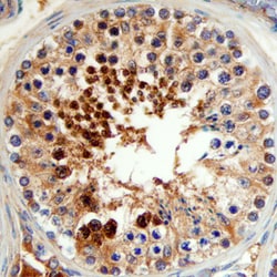 Human SUMO1-Specific Peptidase 1/ SENP1 Antibody, R D Systems 25&mu;g;