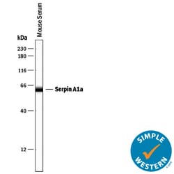Mouse Serpin A1a Antibody, R D Systems 25 &mu;g | Buy Online | R&D Systems | Fisher Scientific