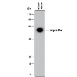 Mouse Serpin A1a Antibody, R D Systems 25 &mu;g | Buy Online | R&D Systems | Fisher Scientific