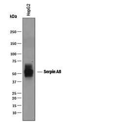 Human Serpin A8/Angiotensinogen Antibody, R D Systems 25&mu;g; Unlabeled:Antibodies,