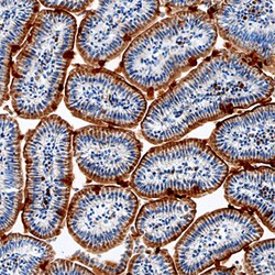 Mouse Serpin A8/Angiotensinogen Antibody, R D Systems 100&mu;g; Unlabeled:Antibodies,