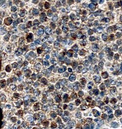 Human Serpin A9/Centerin Antibody, R D Systems 25&mu;g; Unlabeled:Antibodies,