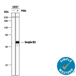 Human Serpin B2 Antibody, R D Systems 25&mu;g; Unlabeled:Antibodies, Monoclonal