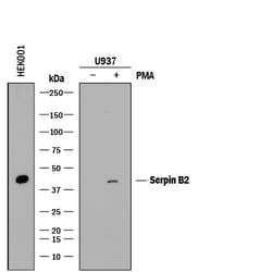 Human Serpin B2 Antibody, R D Systems 25&mu;g; Unlabeled:Antibodies, Monoclonal