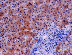 Human Serpin E1/PAI-1 Antibody, R D Systems 25&mu;g; Unlabeled:Anticuerpos