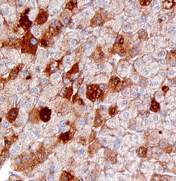 Human Serum Amyloid A4 Antibody, R D Systems 25&mu;g; Unlabeled:Antibodies,